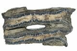 Mammoth Molar Slice With Case - South Carolina #349952-1